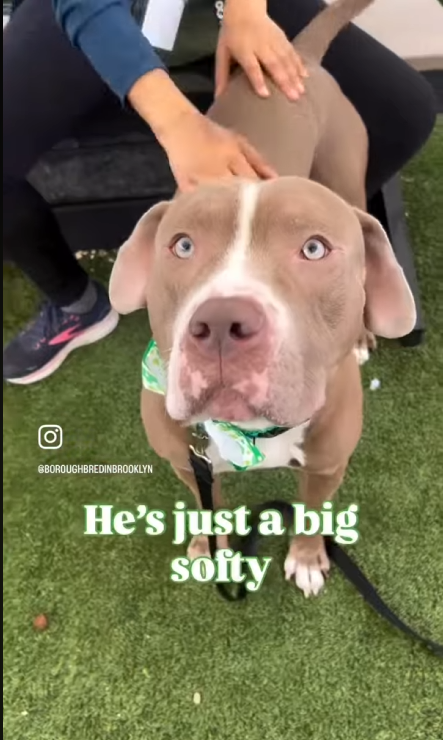 Help_CozyPaws's tweet image. 🚨#urgent
😭Last Call for Surge🍀

give him a chance and be his livesafer
time is⏳
if you want to help, do it NOW, or he dies

Surge💔
#248678♂️4yr
#NYCACC #AdoptMe

 Not only u will save his life,he will also save yours
#adopt or #foster with #Rescue🙏
🏡#Pledges

Share⬇️💞
🆘