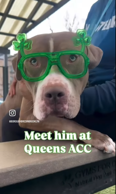 Help_CozyPaws's tweet image. 🚨#urgent
😭Last Call for Surge🍀

give him a chance and be his livesafer
time is⏳
if you want to help, do it NOW, or he dies

Surge💔
#248678♂️4yr
#NYCACC #AdoptMe

 Not only u will save his life,he will also save yours
#adopt or #foster with #Rescue🙏
🏡#Pledges

Share⬇️💞
🆘