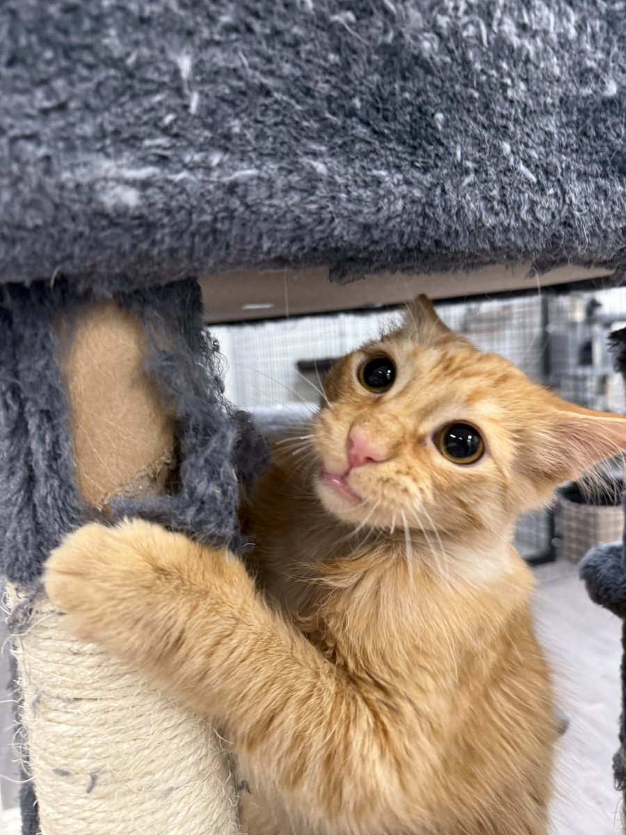Friends of Bear Cat Rescue tweet media