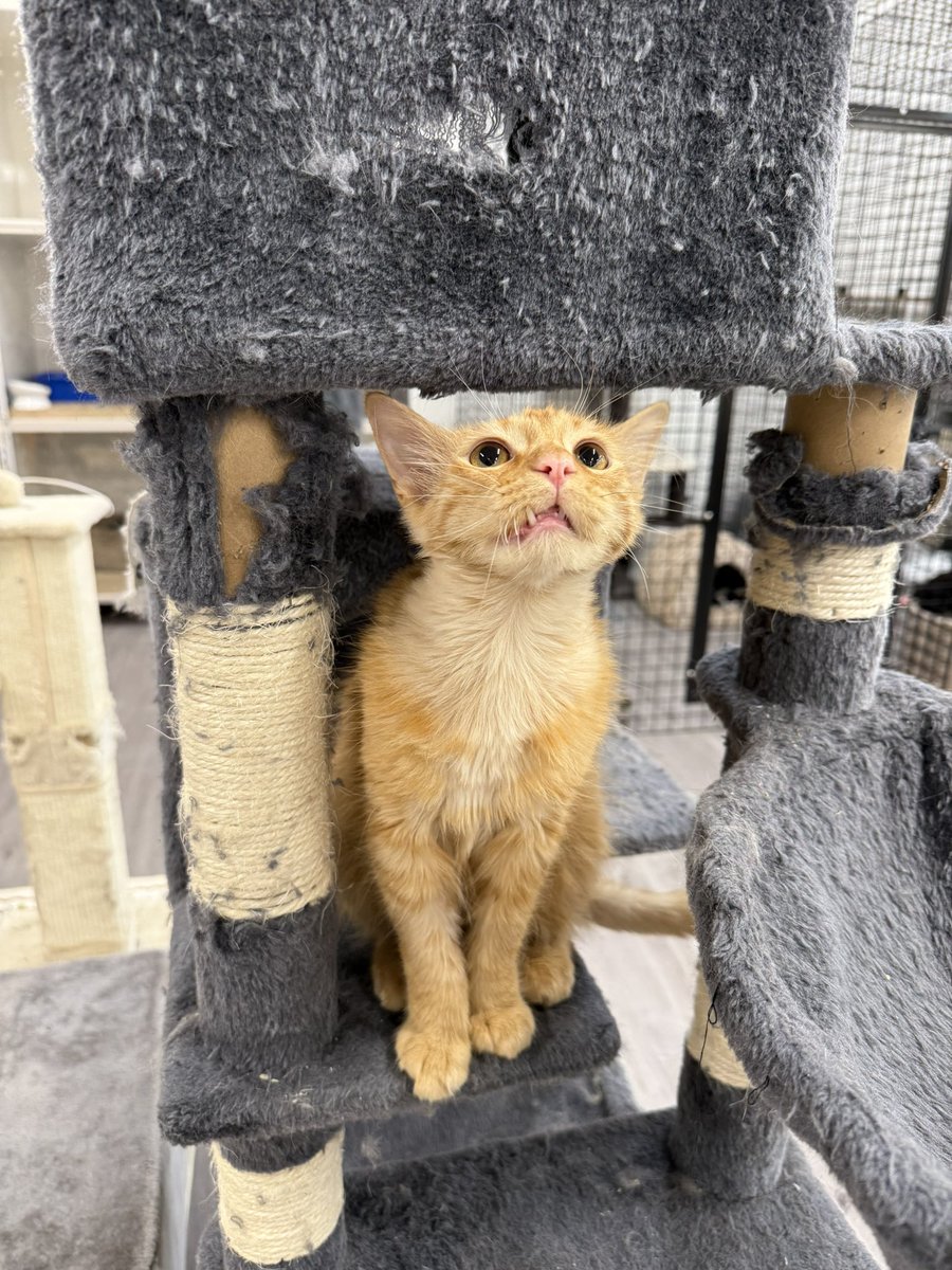 Friends of Bear Cat Rescue tweet media