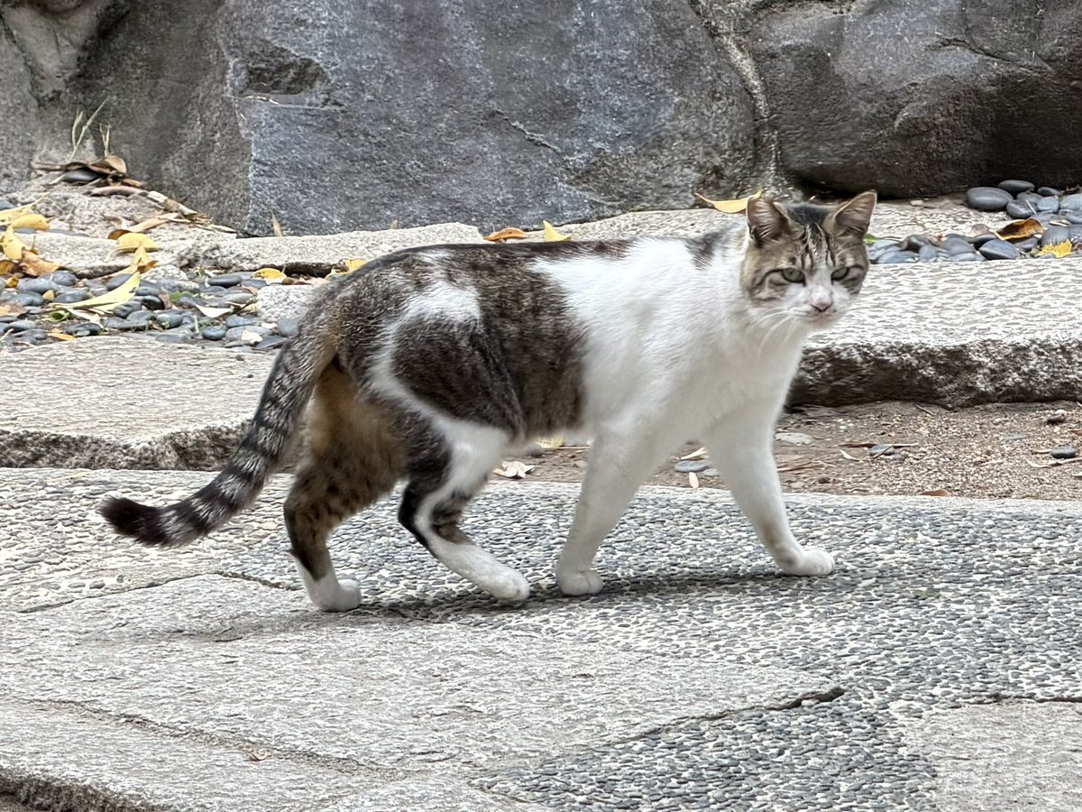 KeyKeyi's tweet photo. ハート❤️模様の猫ちゃんに、神社に誘われた⛩️ https://t.co/NwNnPYK1UF