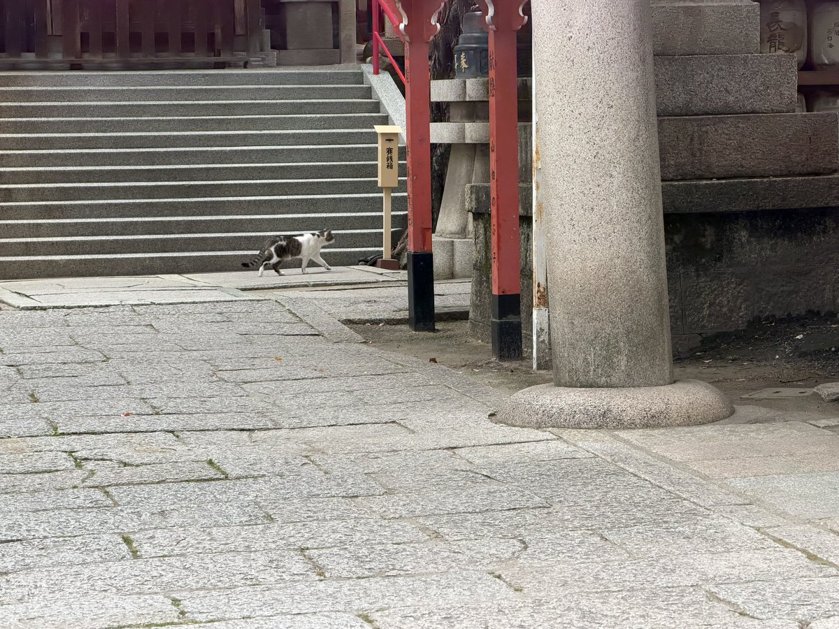 KeyKeyi's tweet photo. ハート❤️模様の猫ちゃんに、神社に誘われた⛩️ https://t.co/NwNnPYK1UF