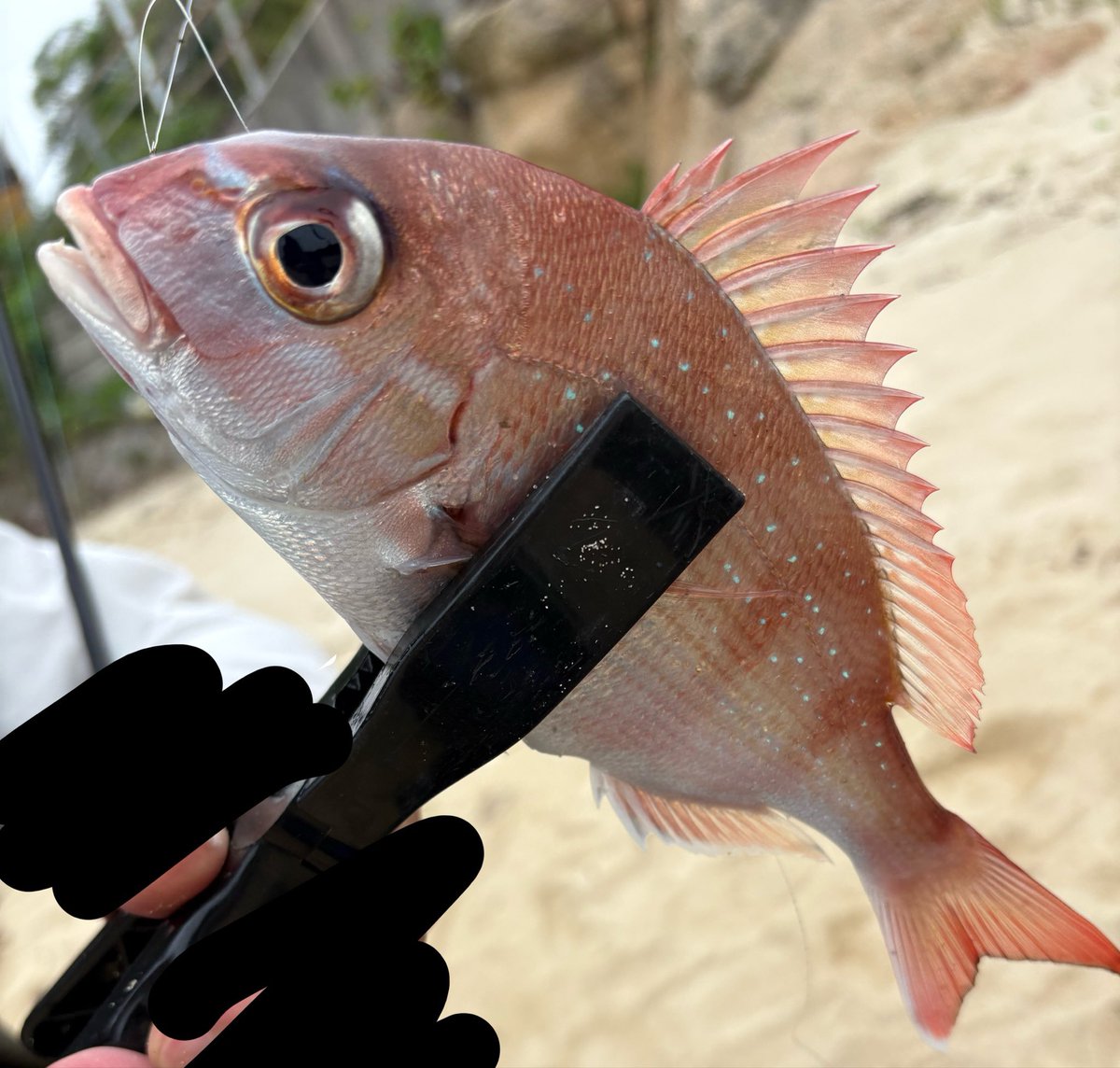 こむち tweet media