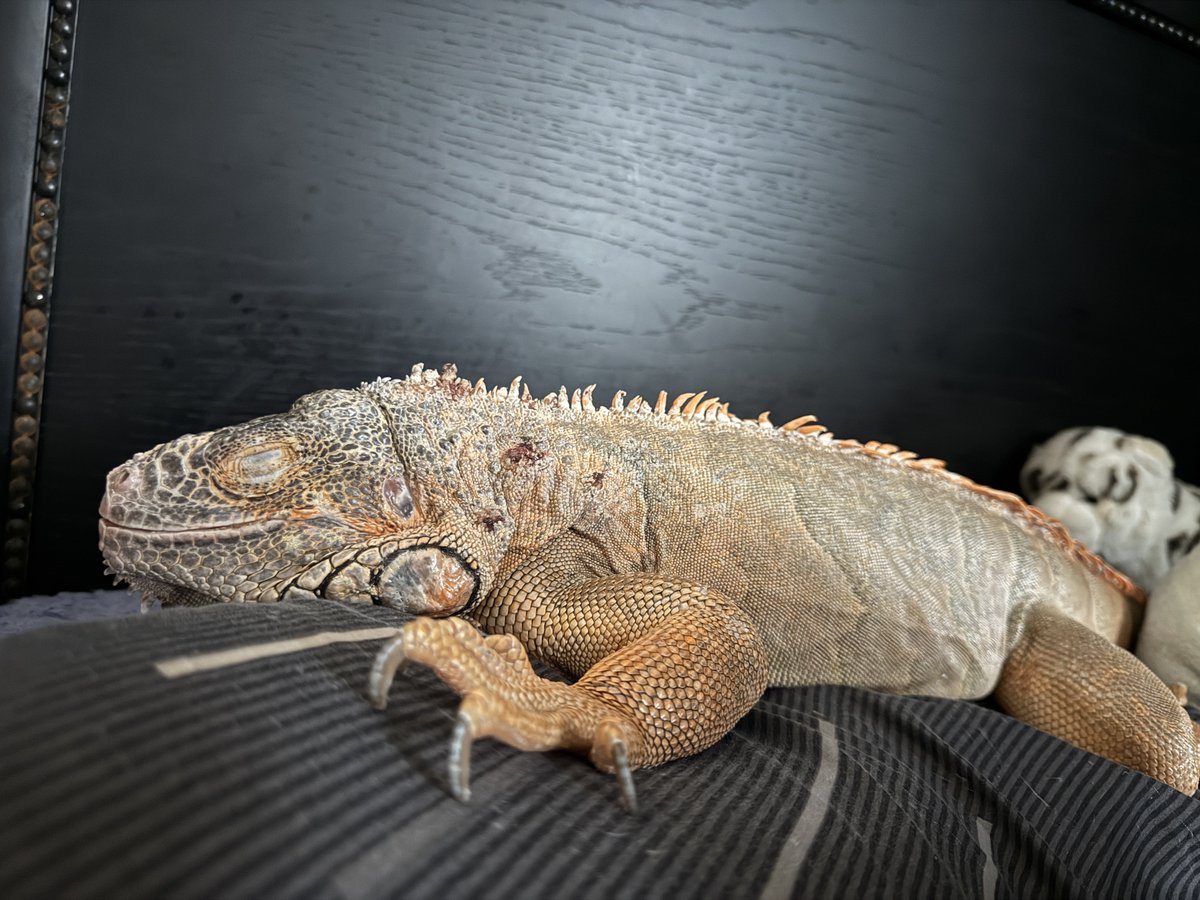 もう無限に眠いのにしまンゴが来て枕占拠してきて昼寝できないし……