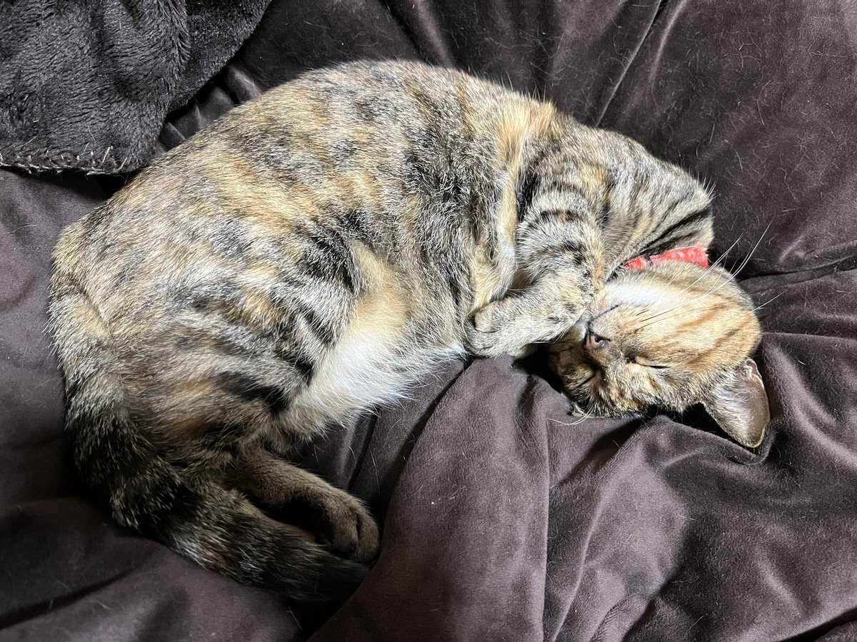 ちょっと猫を吸ってきますね 猫吸い