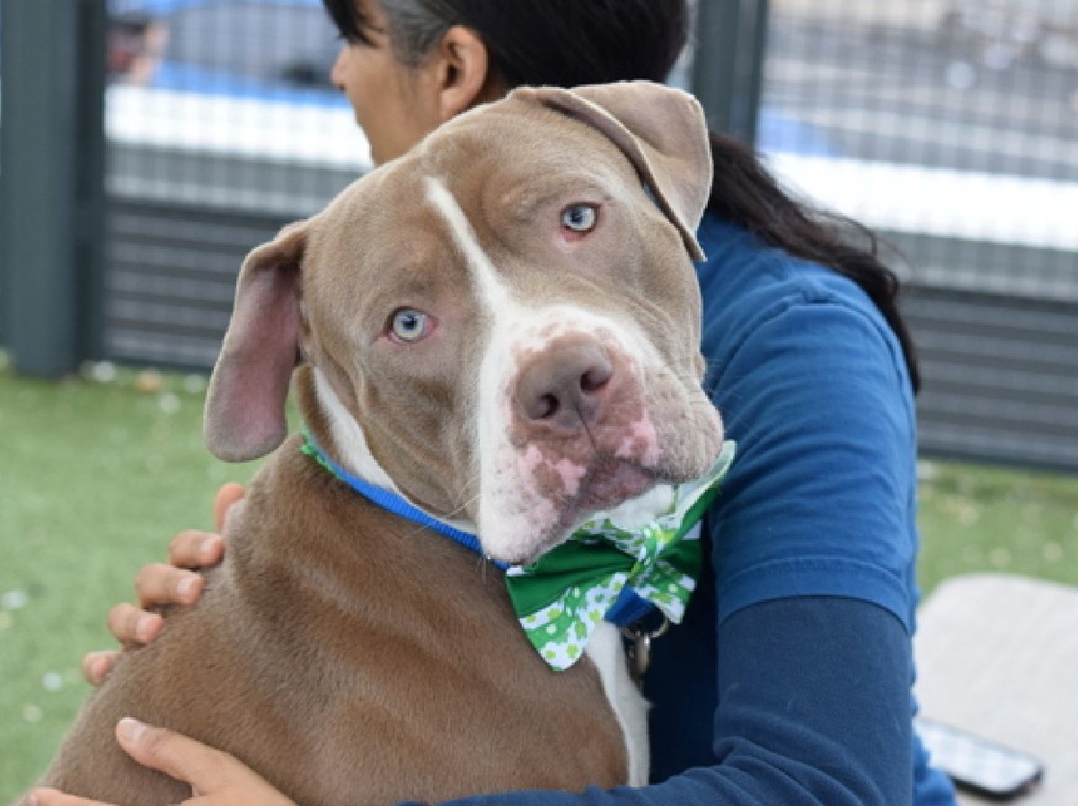 Help_CozyPaws's tweet image. 🚨#urgent
😭Last Call for Surge🍀

give him a chance and be his livesafer
time is⏳
if you want to help, do it NOW, or he dies

Surge💔
#248678♂️4yr
#NYCACC #AdoptMe

 Not only u will save his life,he will also save yours
#adopt or #foster with #Rescue🙏
🏡#Pledges

Share⬇️💞
🆘