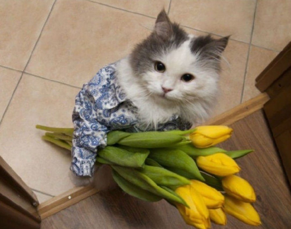Infinity_Zmei's tweet photo. #flower #cat https://t.co/c2okjBvgYn