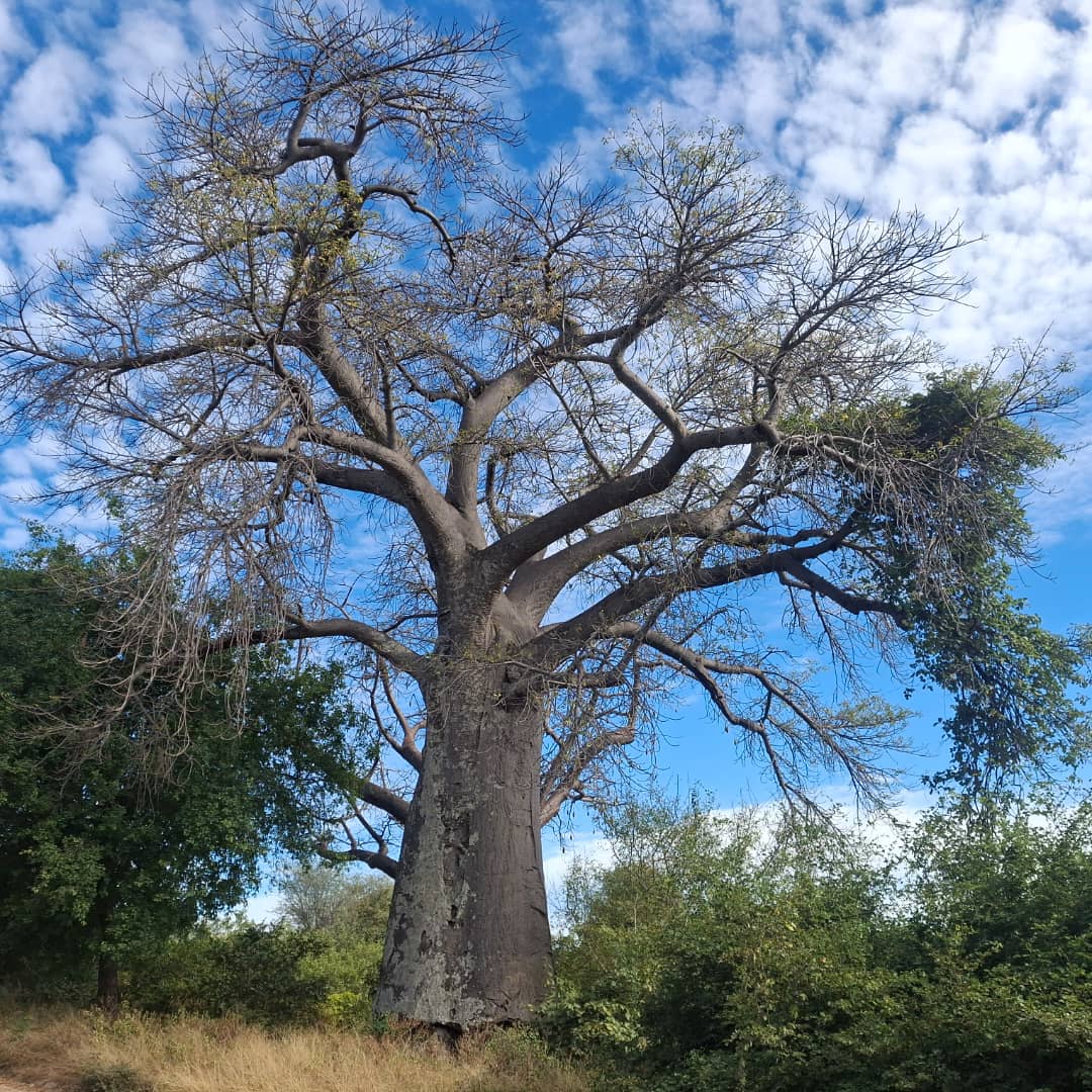 GondwanaLodges's tweet photo. 1,000 years of silence. ๐ณ This ancient baobab at Namushasha has watched empires rise and fall. Guests stand at its base and suddenly feel very small. Come find your perspective. #Namibia #VisitNamibia #GondwanaLodges #NatureLovers #DiscoverEarth" https://t.co/ra1K1cBjiO