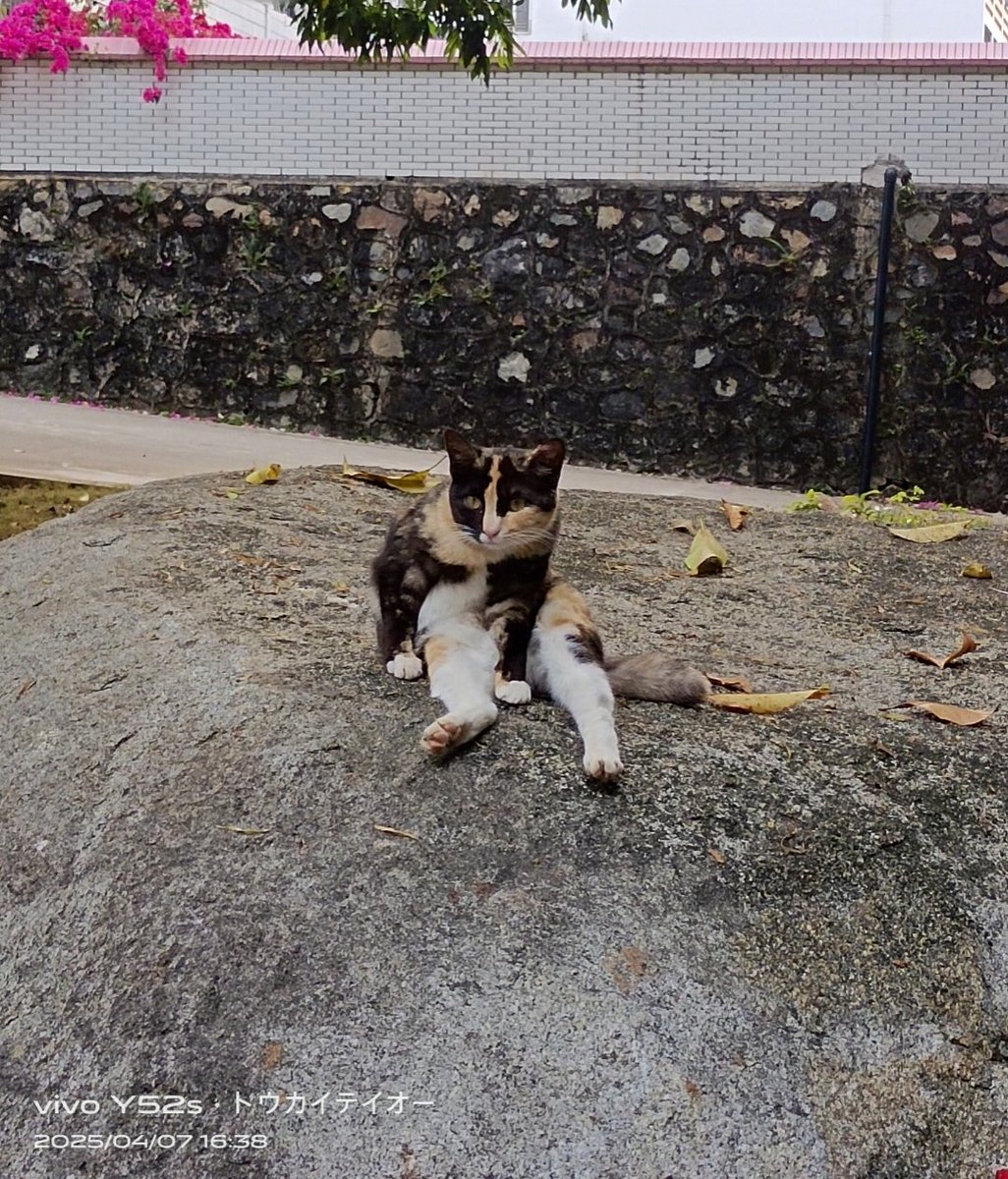 TokaiTeioHappy's tweet photo. last year
#cat https://t.co/rkQrMLN7p7