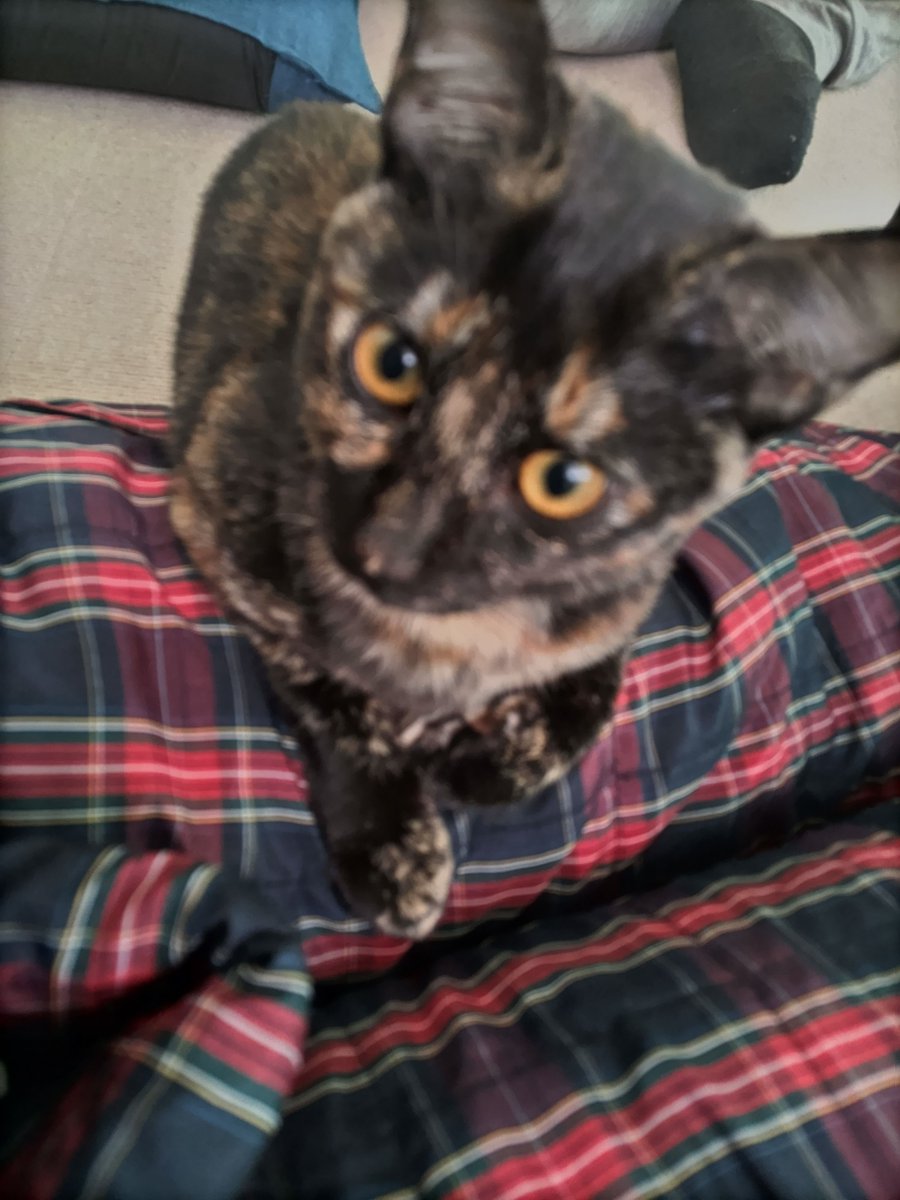 p2x_official's tweet image. FM福岡 DIG!!!!!!!!FUKUOKA @digfukuoka 
ラジオ番組「P2 presents ペットさんといっしょ」が絶賛放送中！fmfukuoka.co.jp/program/P2/

４/３０放送　月鈴ちゃん・むぎちゃん
１/２９放送　ピノくん
１/２２放送　チロルくん

皆様のご応募お待ちしております！
#ペットさんといっしょ #p2 #福岡