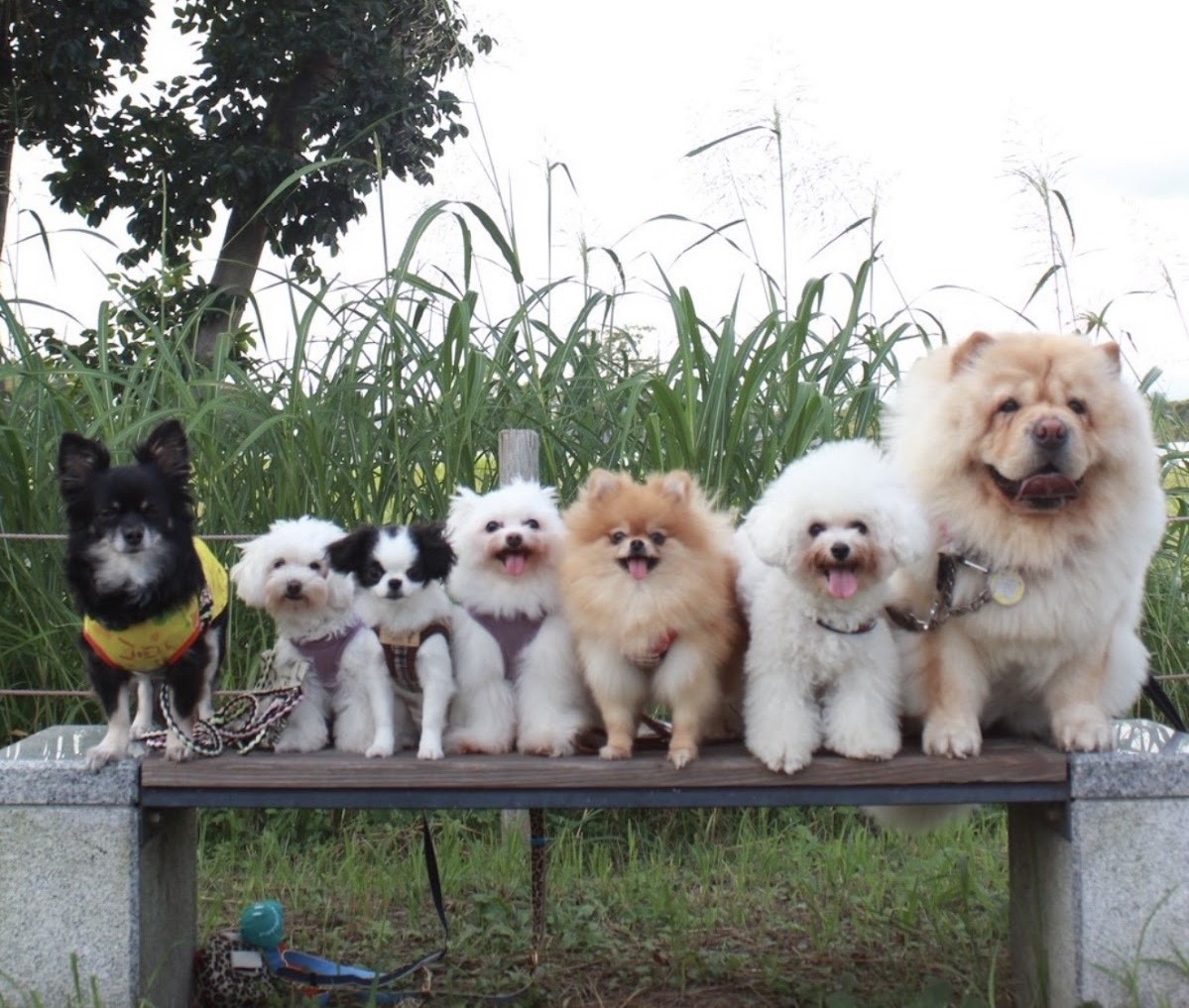 p2x_official's tweet image. FM福岡 DIG!!!!!!!!FUKUOKA @digfukuoka 
ラジオ番組「P2 presents ペットさんといっしょ」が絶賛放送中！fmfukuoka.co.jp/program/P2/

４/３０放送　月鈴ちゃん・むぎちゃん
１/２９放送　ピノくん
１/２２放送　チロルくん

皆様のご応募お待ちしております！
#ペットさんといっしょ #p2 #福岡