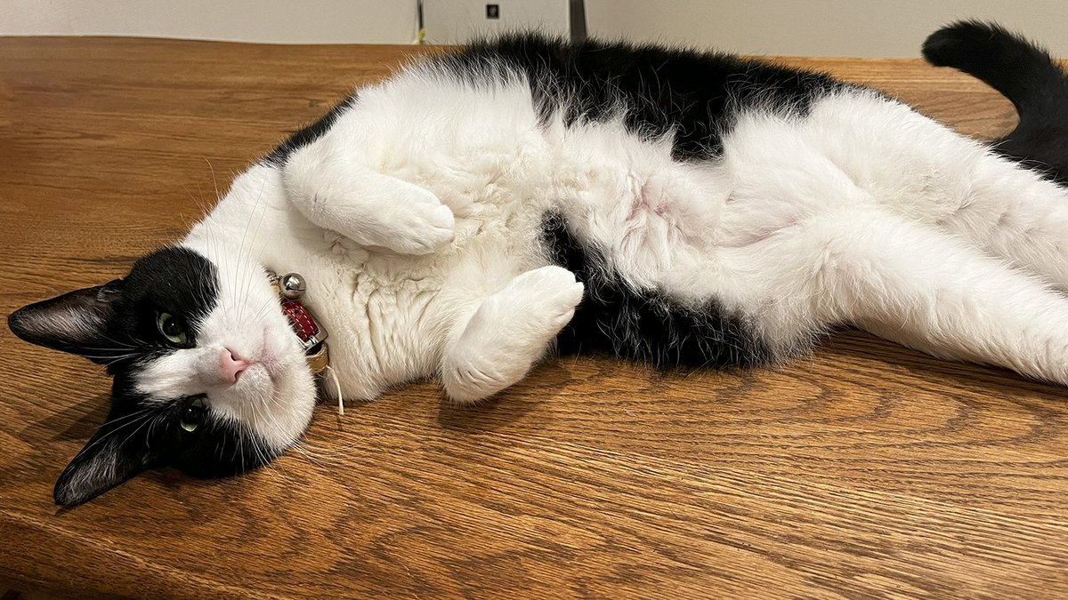 p2x_official's tweet image. FM福岡 DIG!!!!!!!!FUKUOKA @digfukuoka 
ラジオ番組「P2 presents ペットさんといっしょ」が絶賛放送中！fmfukuoka.co.jp/program/P2/

４/３０放送　月鈴ちゃん・むぎちゃん
１/２９放送　ピノくん
１/２２放送　チロルくん

皆様のご応募お待ちしております！
#ペットさんといっしょ #p2 #福岡