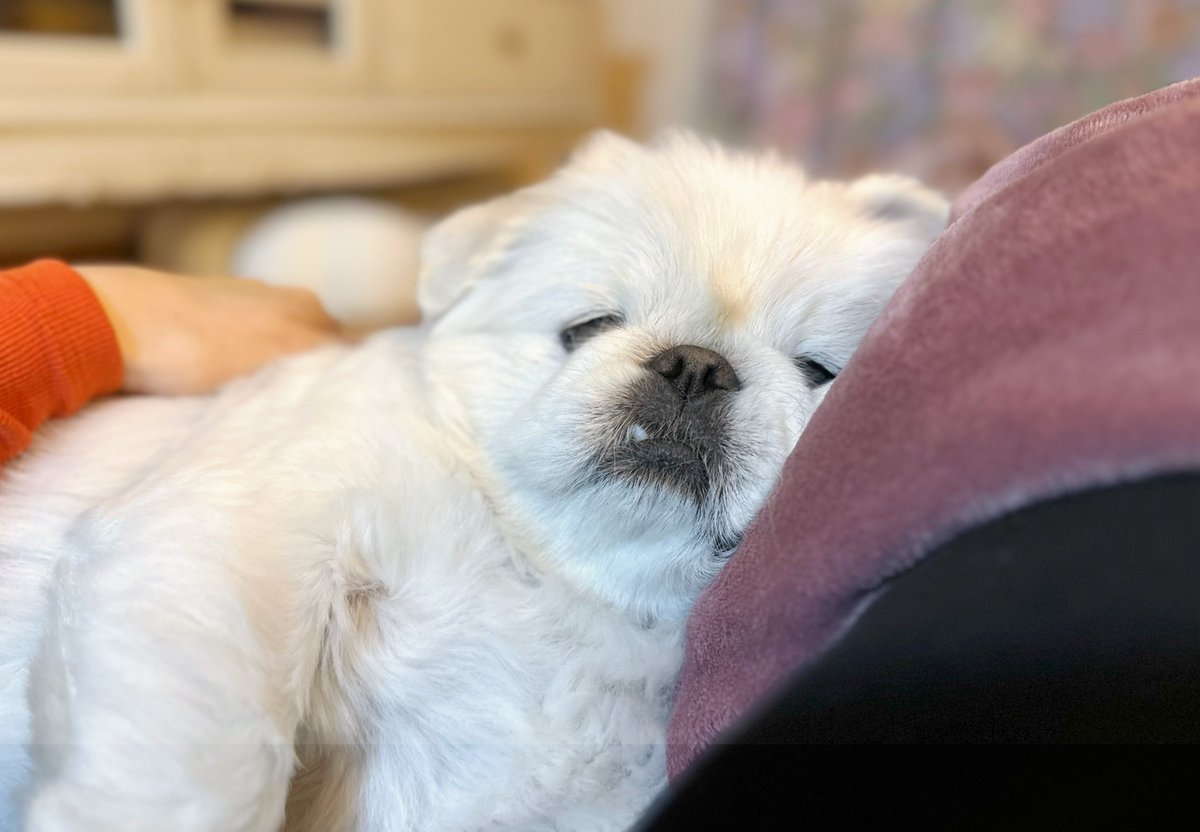 p2x_official's tweet image. FM福岡 DIG!!!!!!!!FUKUOKA @digfukuoka 
ラジオ番組「P2 presents ペットさんといっしょ」が絶賛放送中！fmfukuoka.co.jp/program/P2/

４/３０放送　月鈴ちゃん・むぎちゃん
１/２９放送　ピノくん
１/２２放送　チロルくん

皆様のご応募お待ちしております！
#ペットさんといっしょ #p2 #福岡