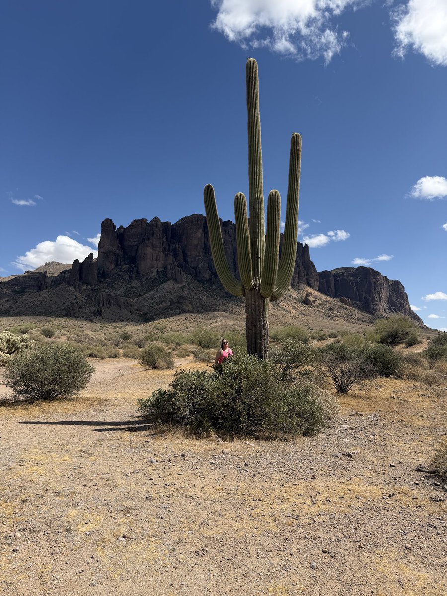 yourgalHeather's tweet photo. Live Laugh Cactus in AZ https://t.co/xJ6spDarhJ