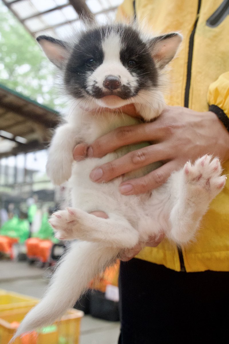 狐仙人乃弟子 トコノ オルタ tweet media