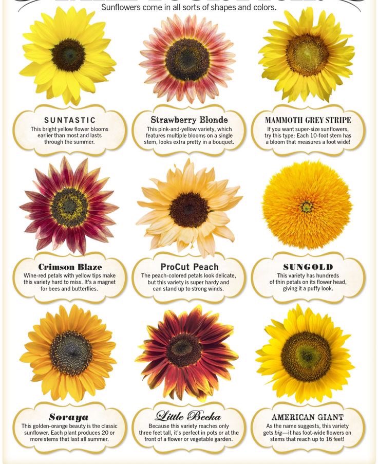 SUNFLOWER 🌻 tweet media