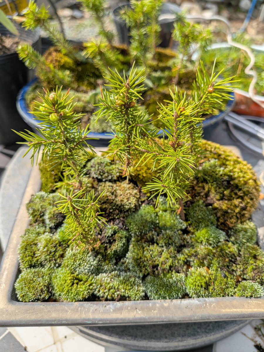 ひこばえ🌱蘖@盆栽 tweet media