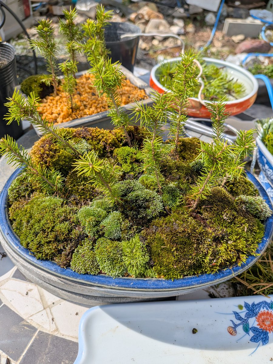 ひこばえ🌱蘖@盆栽 tweet media