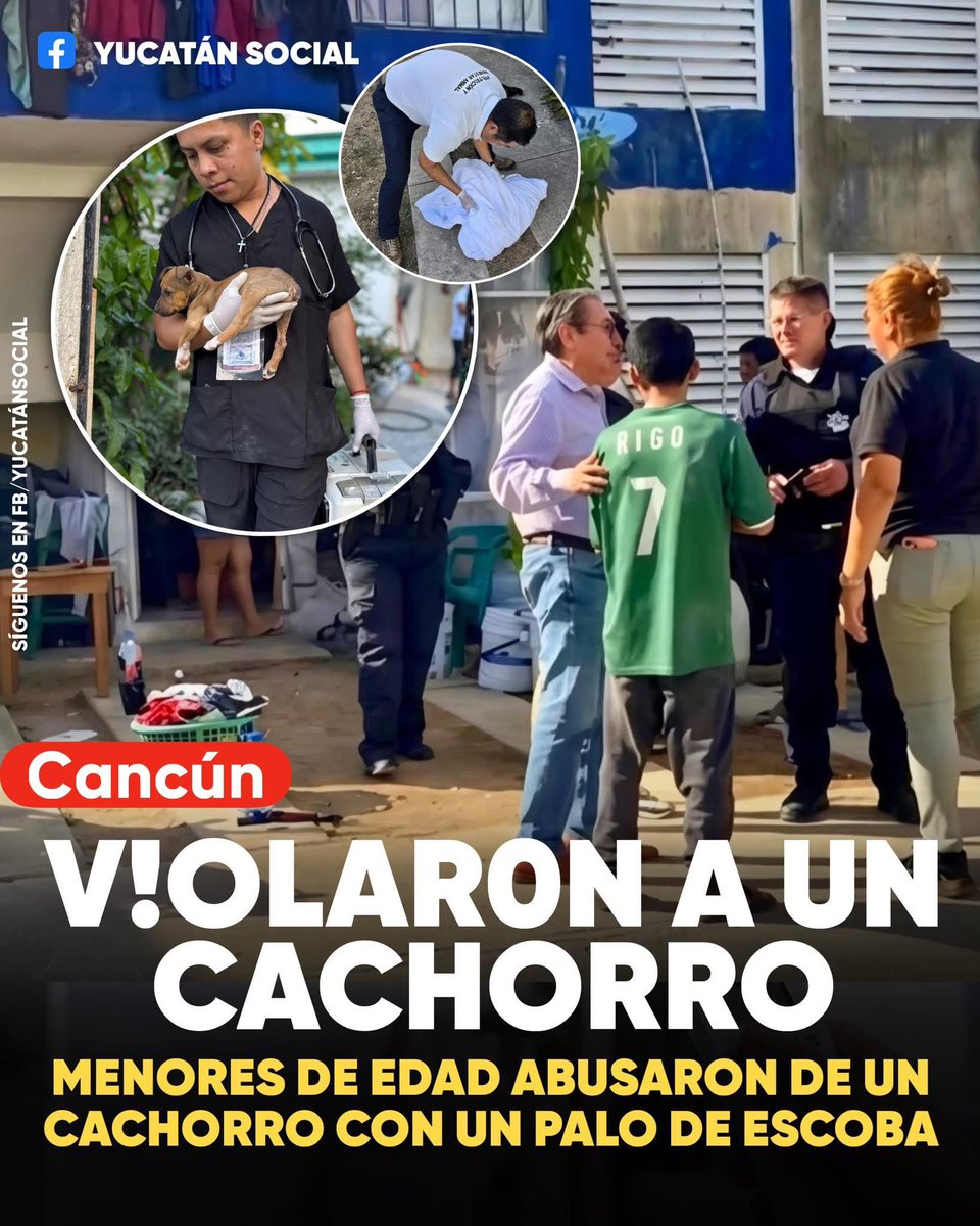 Peludos Desamparados tweet media