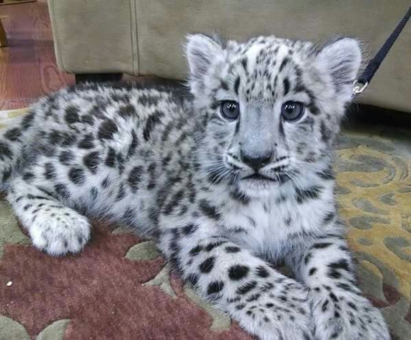 IT'S LION AND TIGERS WORLD tweet media