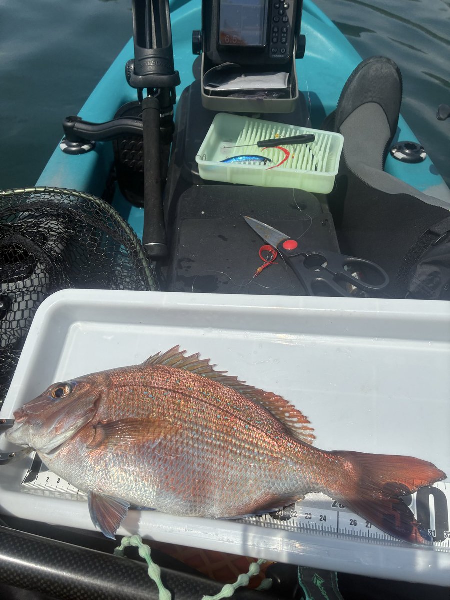 初場所で真鯛釣れた！
