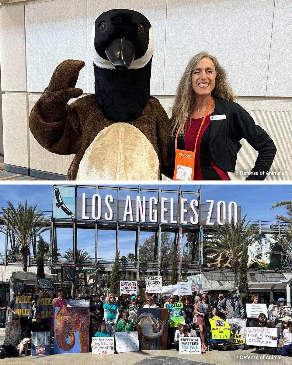 IDAUSA's tweet image. ICYMI: From protecting geese with Lisa Levinson to rallying for Billy &amp;amp; Tina in LA, your voice showed up in 2025.
Protests matter. Pressure works. Change is happening.
Read more: bit.ly/4dcqyKb
Pls RT &amp;amp; support bit.ly/4t8hivx
#AnimalRights