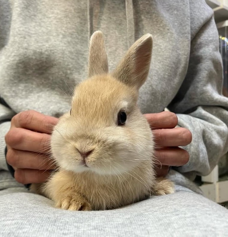 sleeplesser's tweet photo. 本日生誕半年を迎えた我が家の四代目、こたくんことコタロウ。(ネザー♂・フォーン)です🐰
年明けにお迎えして4ヶ月、元気いっぱいやんちゃ坊主に成長中🤗
漢字名は瑚汰郎なんですが瑚には長寿と幸福という意味が込められてます。元気で長生きしてね🫶🏻💕︎︎ https://t.co/KMN6xwxwvy
