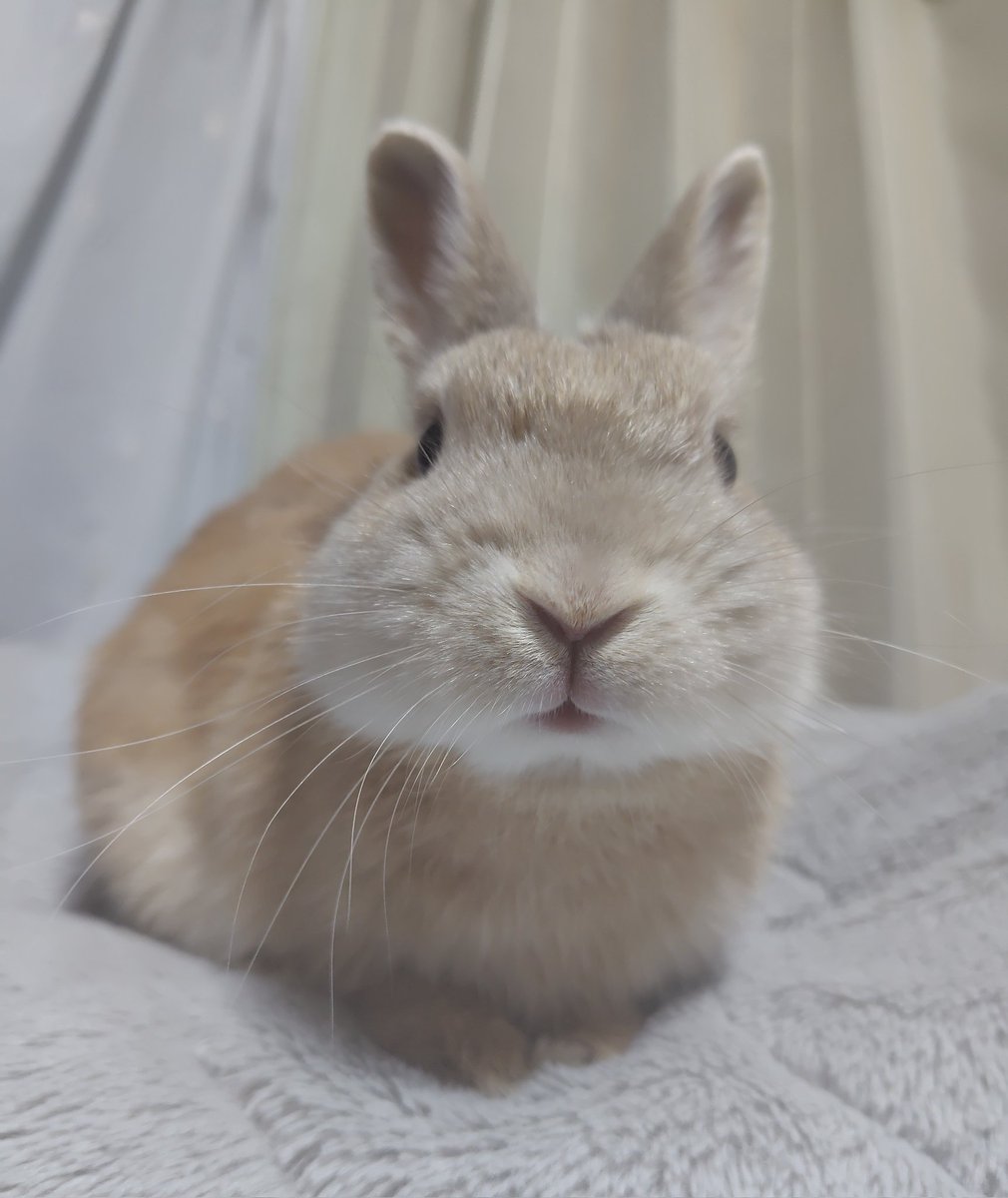 sleeplesser's tweet photo. 本日生誕半年を迎えた我が家の四代目、こたくんことコタロウ。(ネザー♂・フォーン)です🐰
年明けにお迎えして4ヶ月、元気いっぱいやんちゃ坊主に成長中🤗
漢字名は瑚汰郎なんですが瑚には長寿と幸福という意味が込められてます。元気で長生きしてね🫶🏻💕︎︎ https://t.co/KMN6xwxwvy