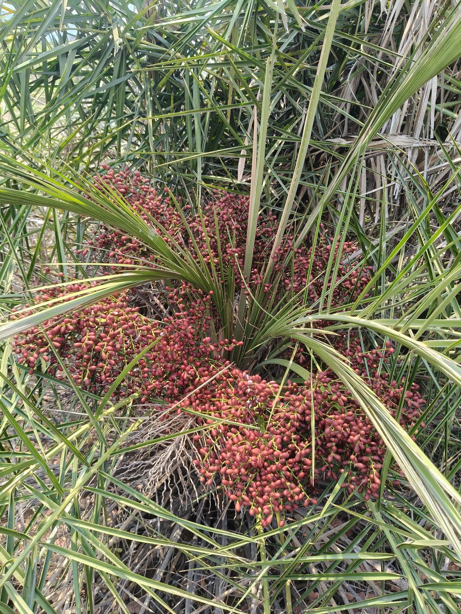 RaviGollamanda2's tweet image. #Phoenix pusilla
Wild edible plant species from the #Kanakagiri Hills Reserve Forest, #Khammam.

✓Highly drought-tolerant
✓Can grow in poor, nutrient-deficient soils.
✓Leaves used for making mats, baskets, and thatching roofs
✓Fruits are edible