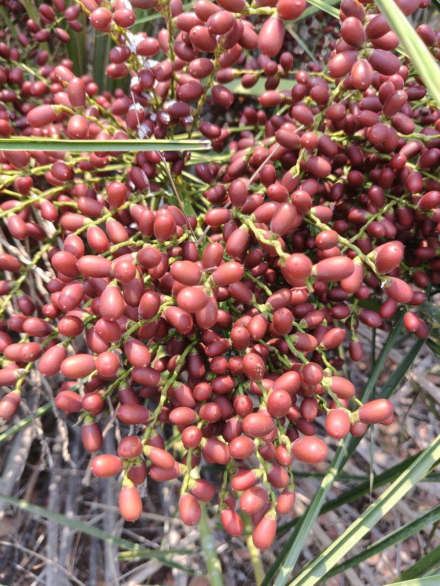 RaviGollamanda2's tweet image. #Phoenix pusilla
Wild edible plant species from the #Kanakagiri Hills Reserve Forest, #Khammam.

✓Highly drought-tolerant
✓Can grow in poor, nutrient-deficient soils.
✓Leaves used for making mats, baskets, and thatching roofs
✓Fruits are edible