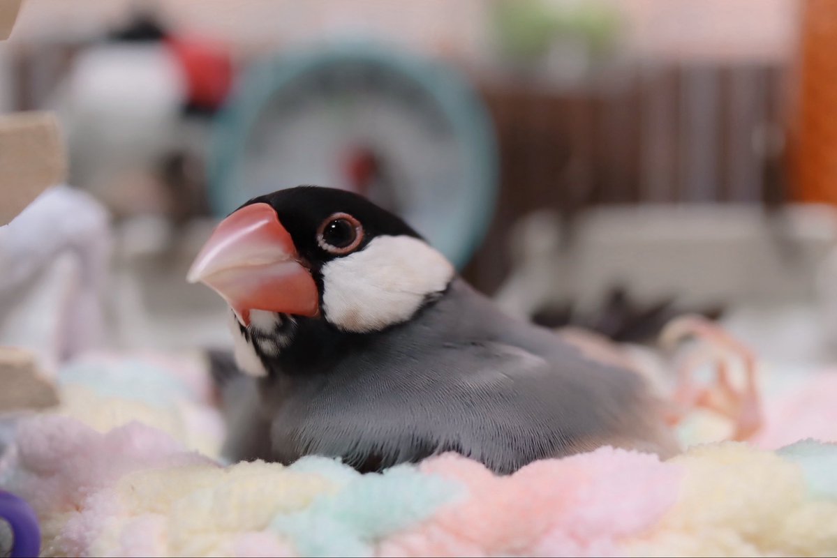 きこ tweet media
