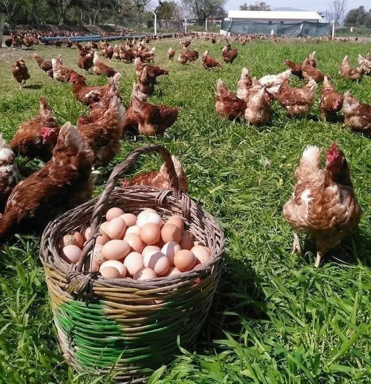 MIN ( 𝐉𝐀𝐎𝐏𝐈𝐈｡⁠.ﾟ⁠+ ✿ SV. 1000 followers) tweet media