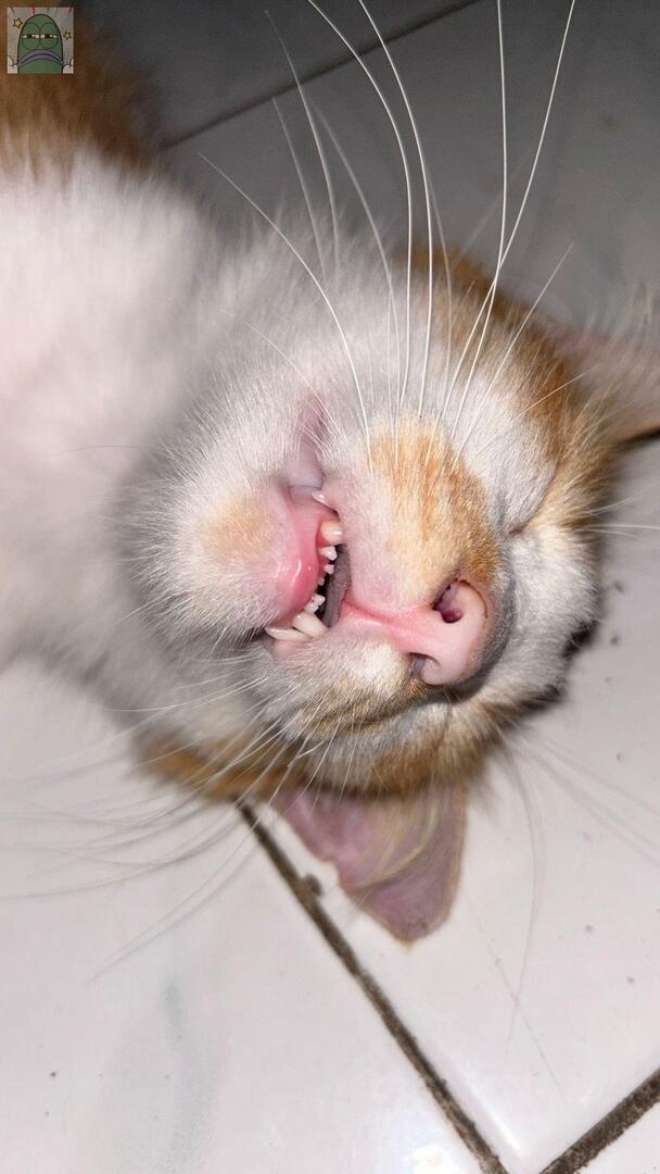 Tanyarlfes tweet media