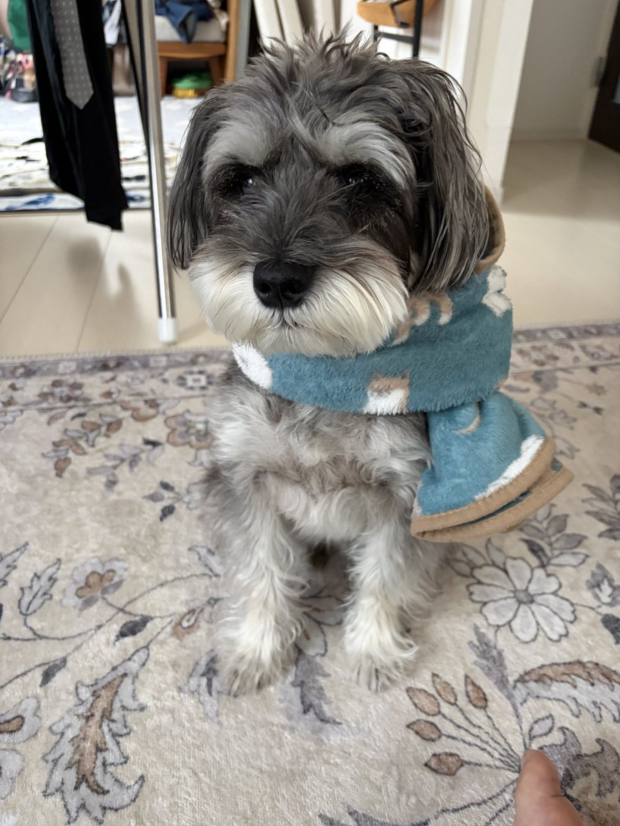 PHanashi's tweet photo. ブランケットを巻いたらマフラーイケワンに変身🐶 https://t.co/L33TDmZ3QV