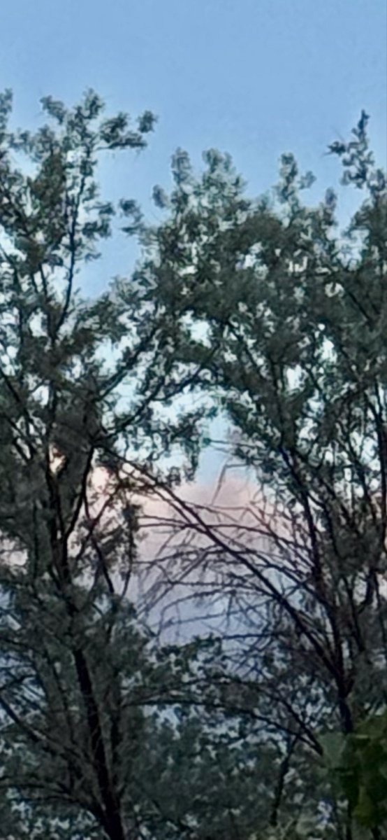 jonimarielew's tweet image. Sunset, tonight. #desert #Nevada #skies #clouds #sunset #trees