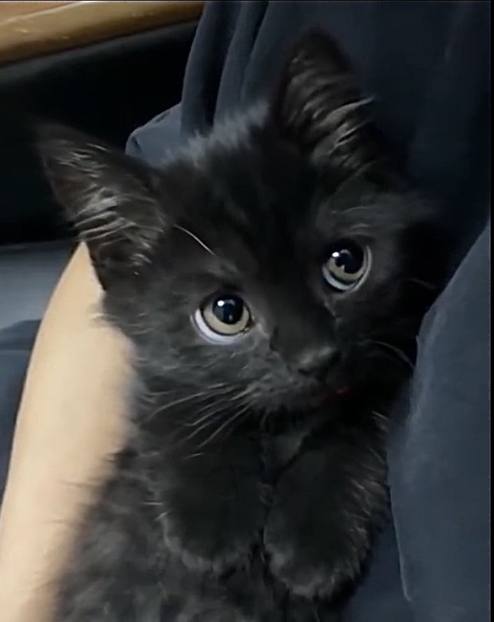 ₍ᐢ. .ᐢ₎ ₊˚⊹♡ tweet media