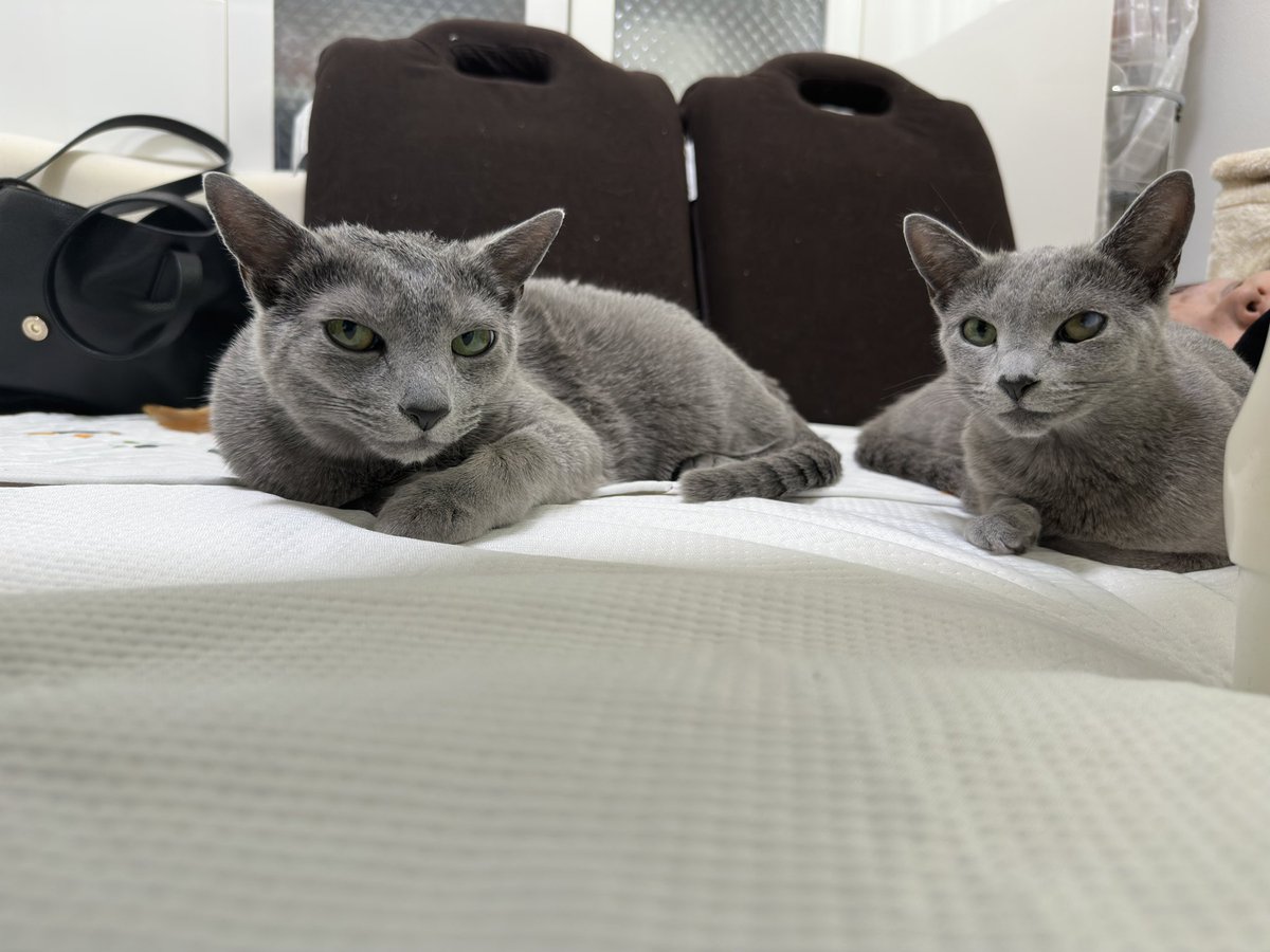 pata000😼🌾百姓 tweet media