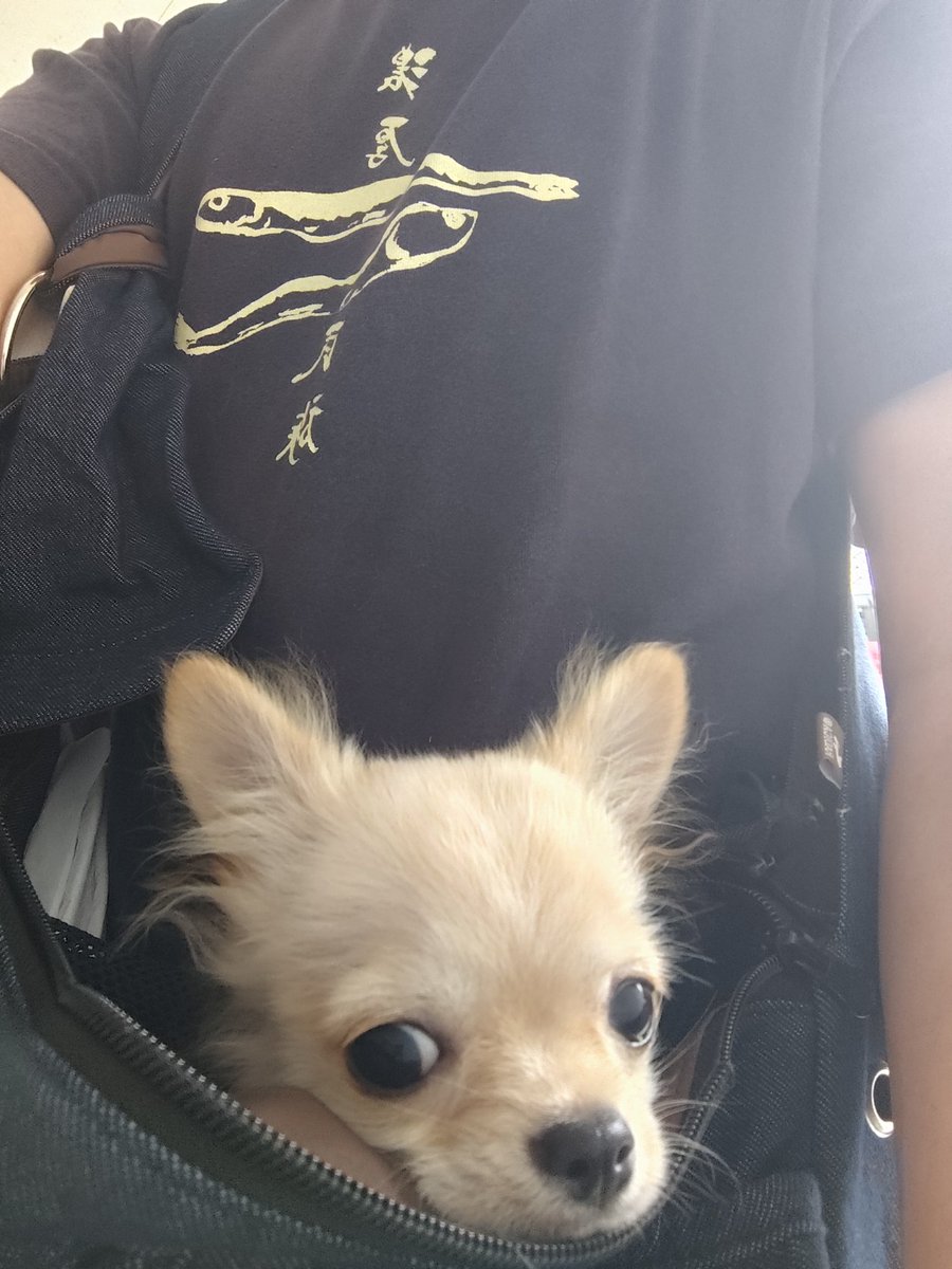 チワワ”間違えない”teacher tweet media