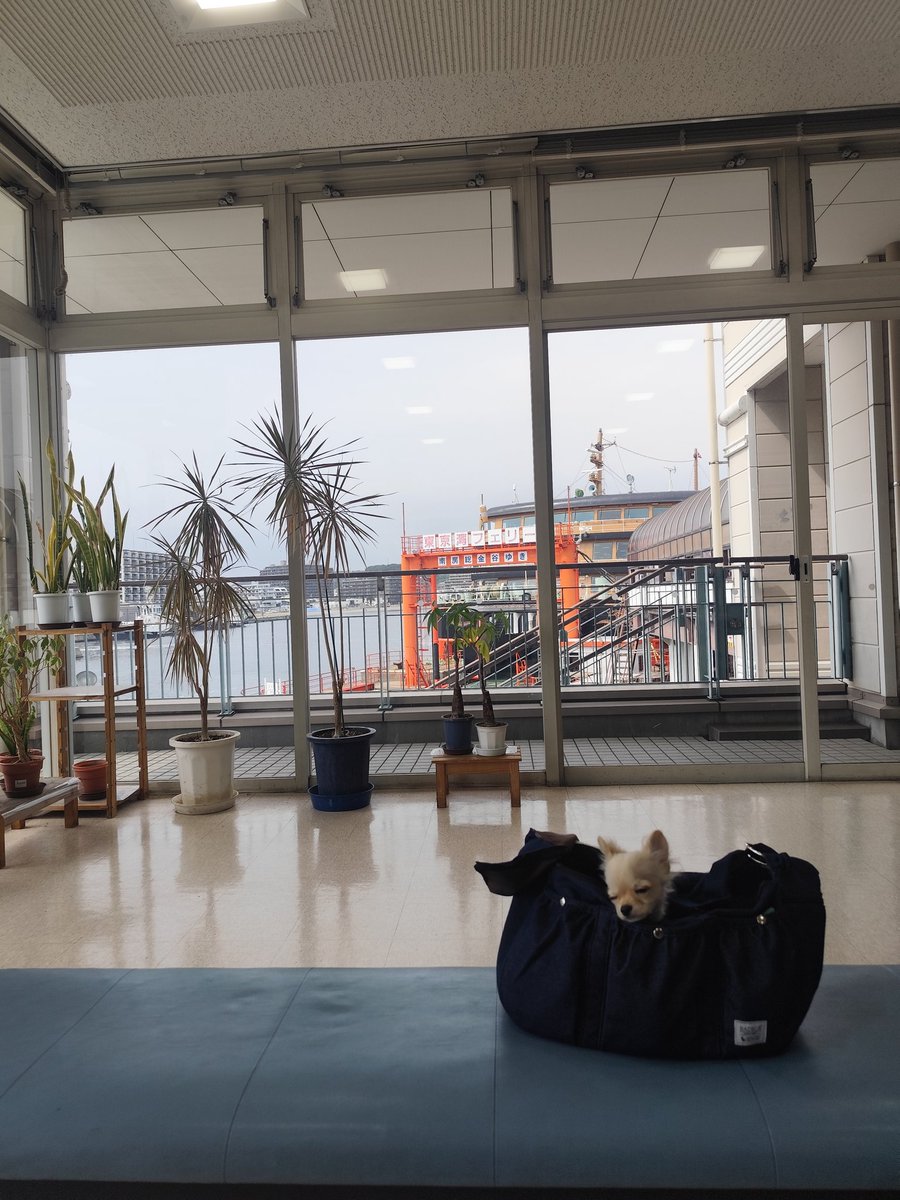 チワワ”間違えない”teacher tweet media