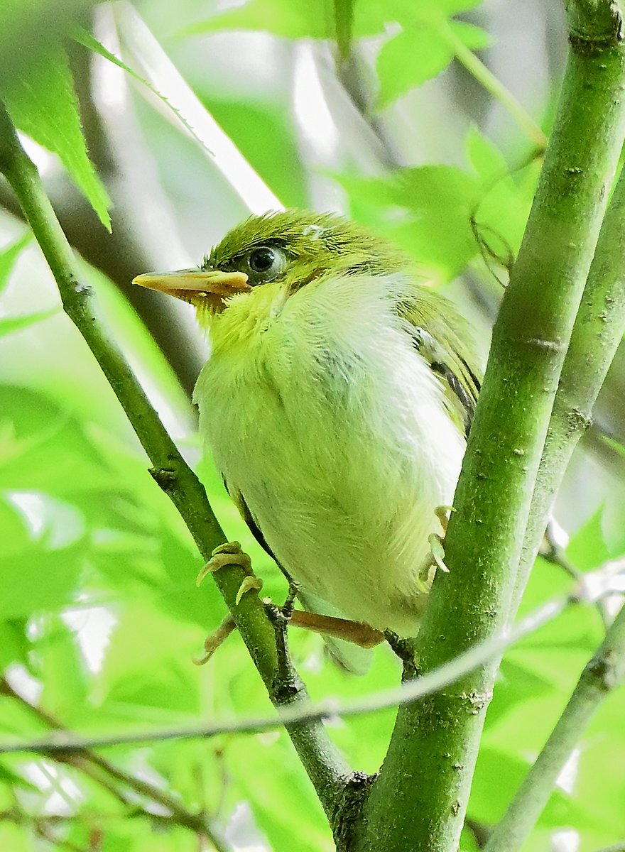 waniwani1968 tweet media