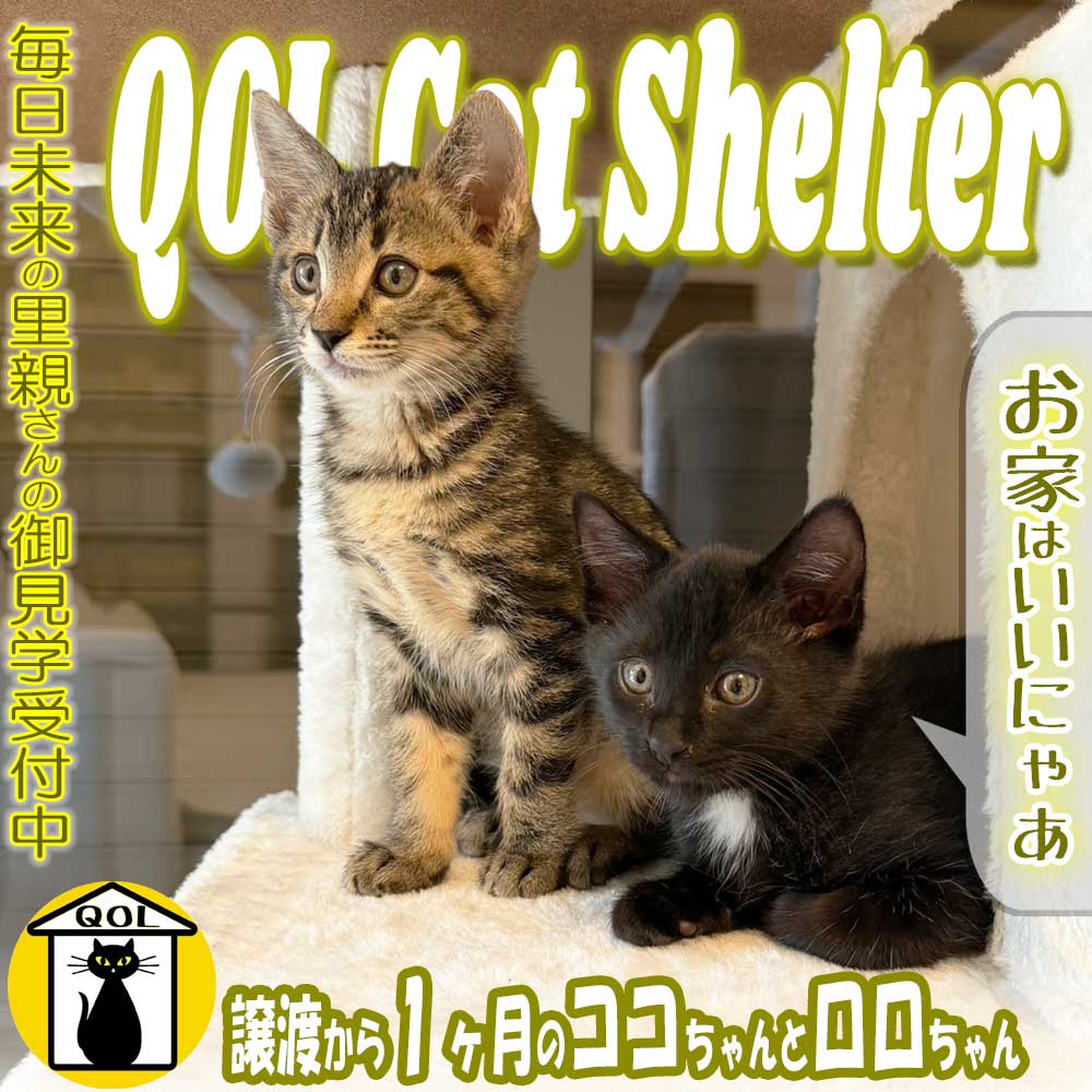 QOL1460067's tweet photo. 里親さん家の家族になって1ヶ月。「ココちゃん」と「ロロちゃん」になりました！

▼公式サイト
https://t.co/tBN6REgqxr https://t.co/tV8XX3438G