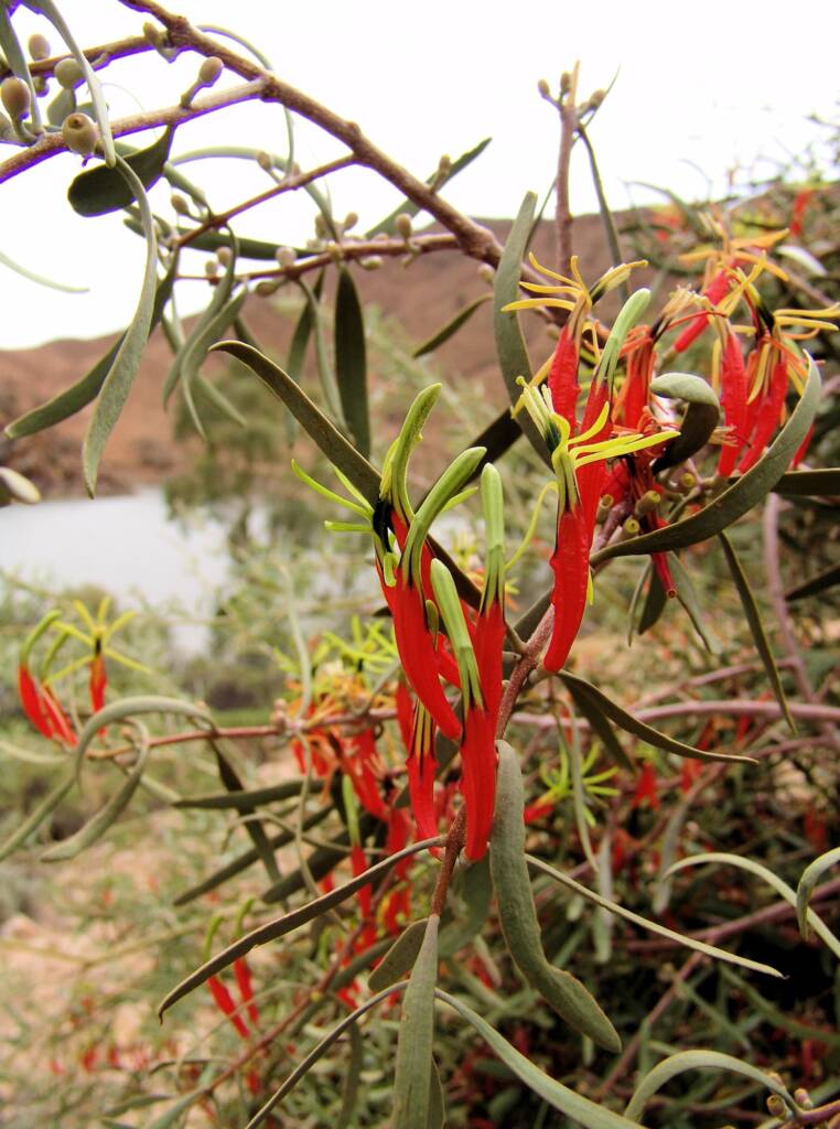 Austhetics tweet media