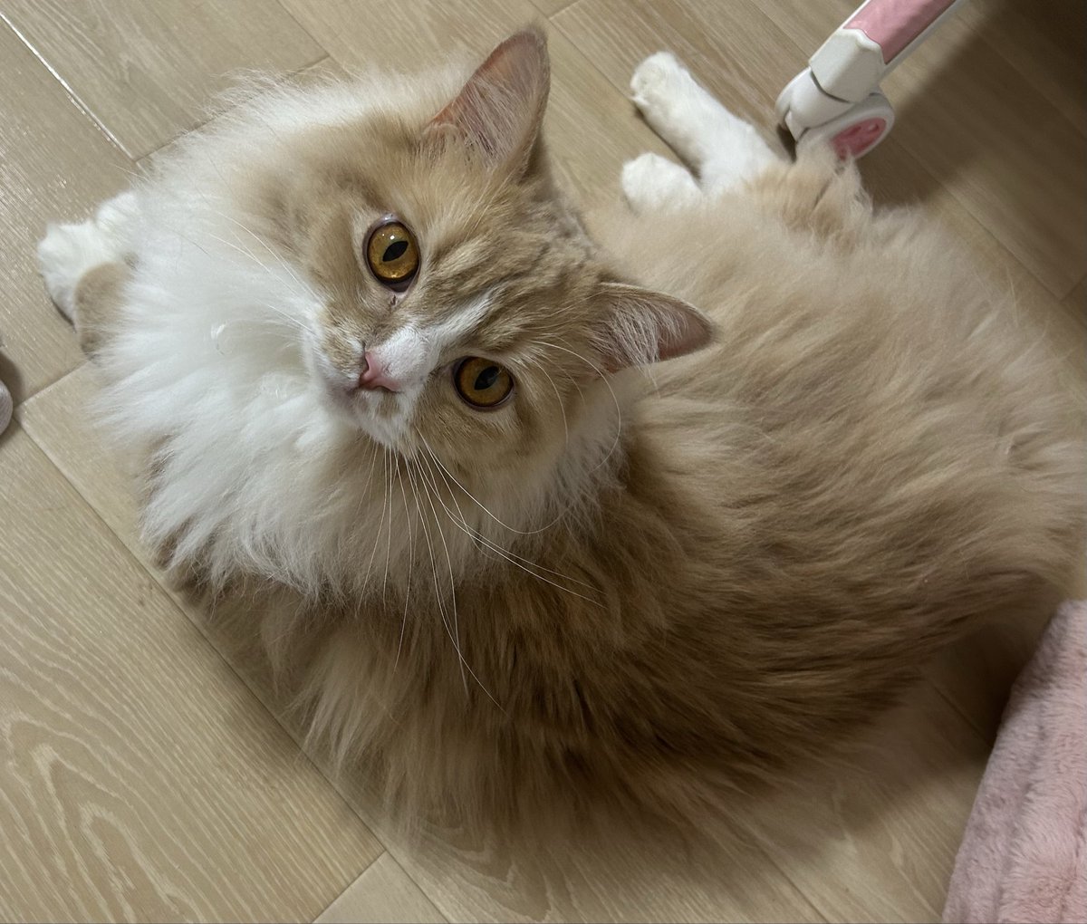 ゆんにゃん ゆんにゃん🐱🍼 (@yun_pawapuro) / Posts / X