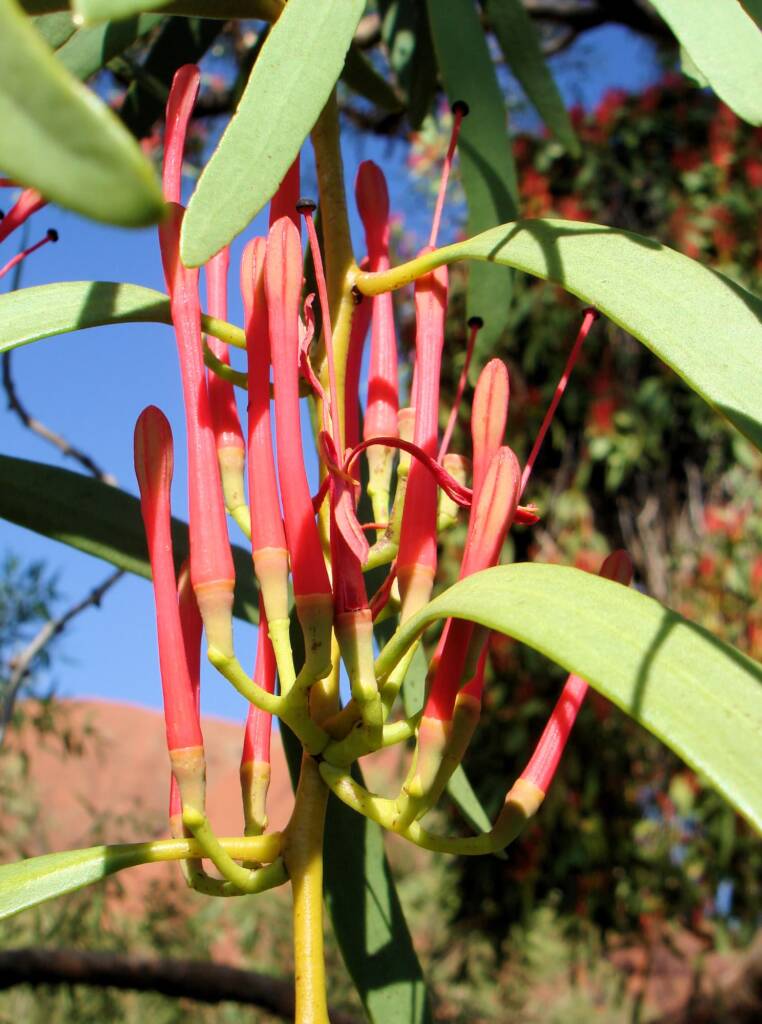 Austhetics tweet media