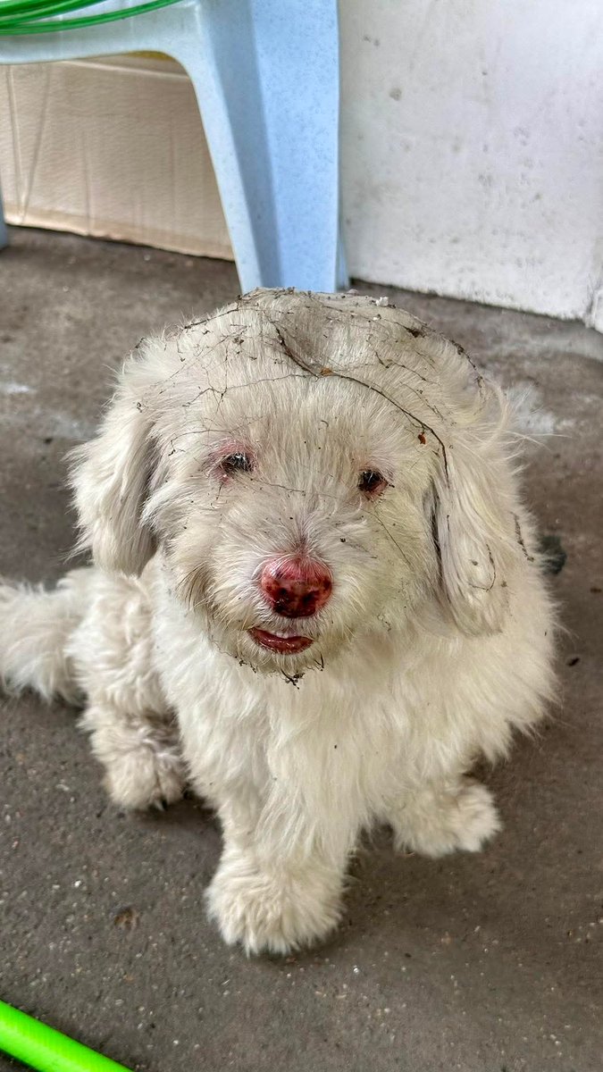 Thaw Tar Wine Pyae ♉ 🌛 tweet media