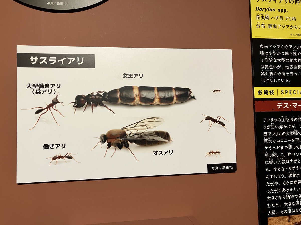 かなた昆虫採集中 tweet media
