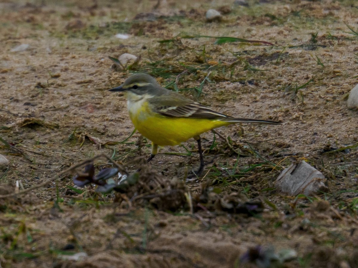 KFPhotographyuk's tweet image. Here’s a few from the photography workshop yesterday with #ladybirders #belvide #TwitterNatureCommunity @WestMidBirdClub