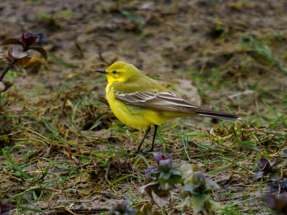 KFPhotographyuk's tweet image. Here’s a few from the photography workshop yesterday with #ladybirders #belvide #TwitterNatureCommunity @WestMidBirdClub
