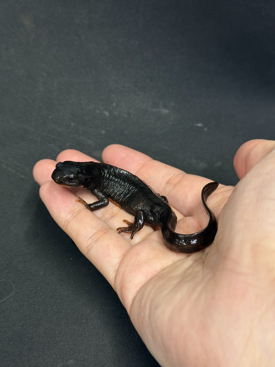 【新入舎】
アマミシリケンイモリ

複数届いてます