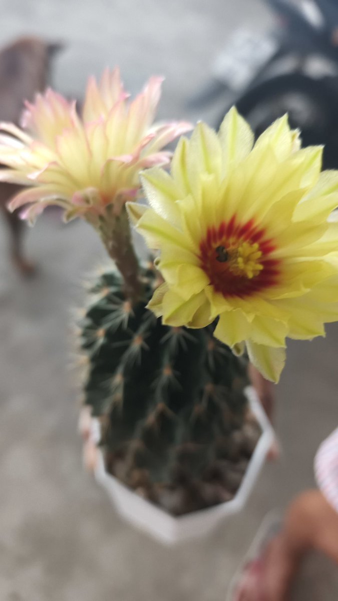 Sir FAFO tweet media